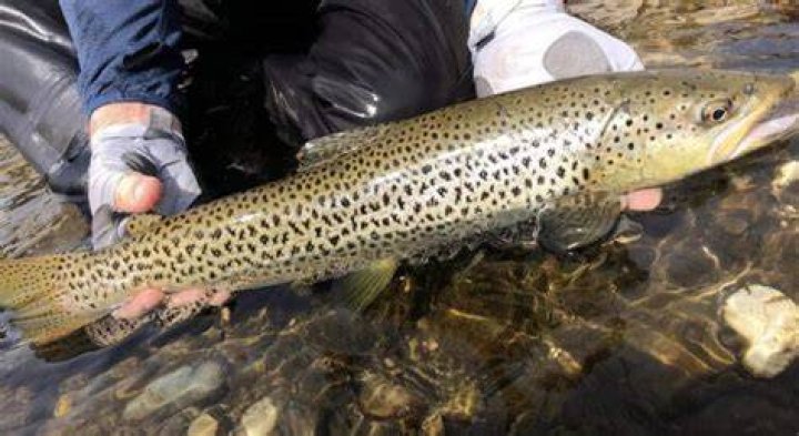 Ally Trout