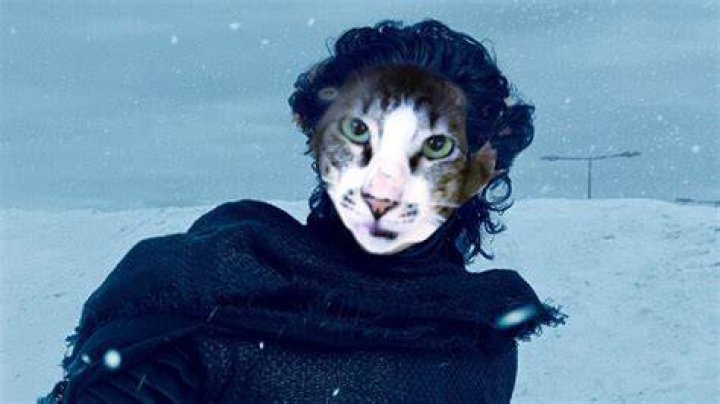 Cat That Looks Like Kylo Ren Gets Adopted 2