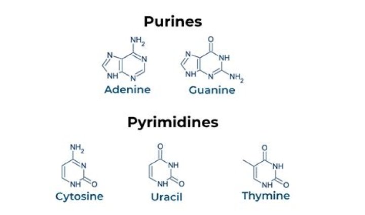 Difference between purine and pyrimidine