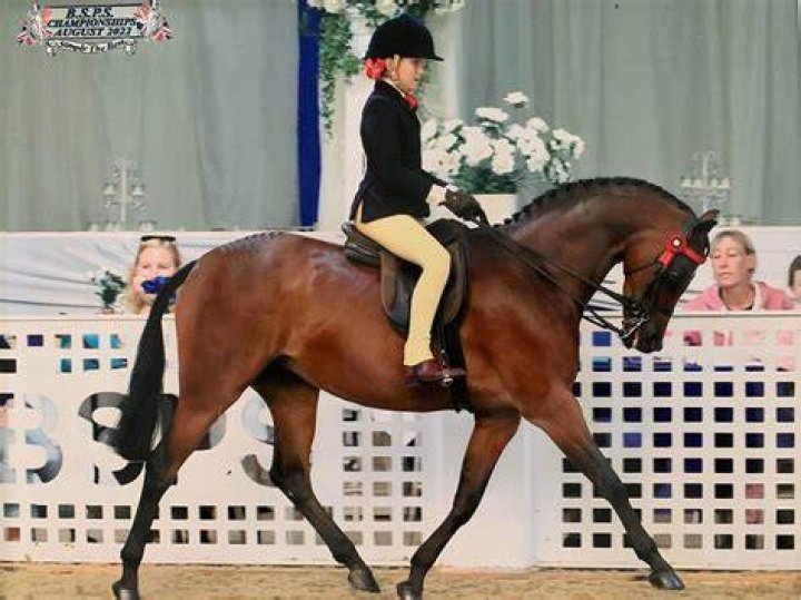 Equestrian Craig