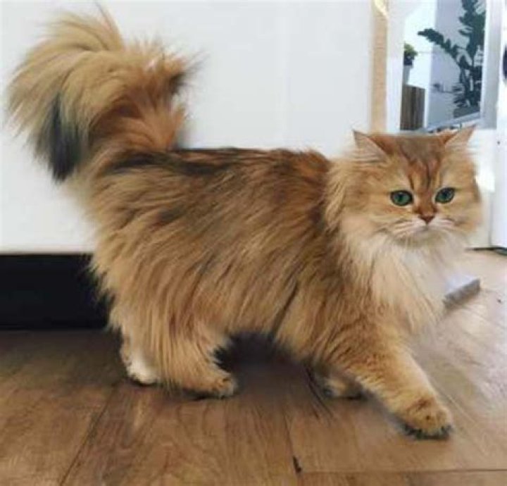 Smoothie the Cat